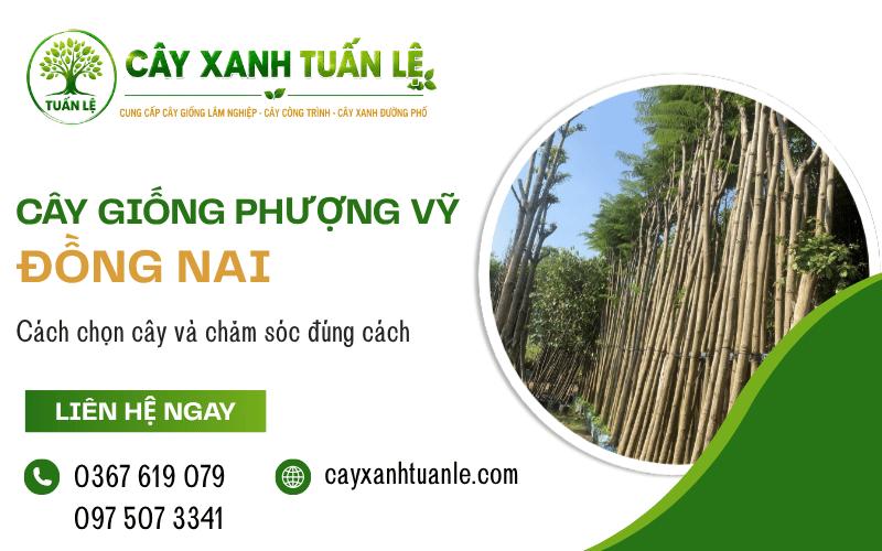 cây giống Phượng Vỹ Đồng Nai