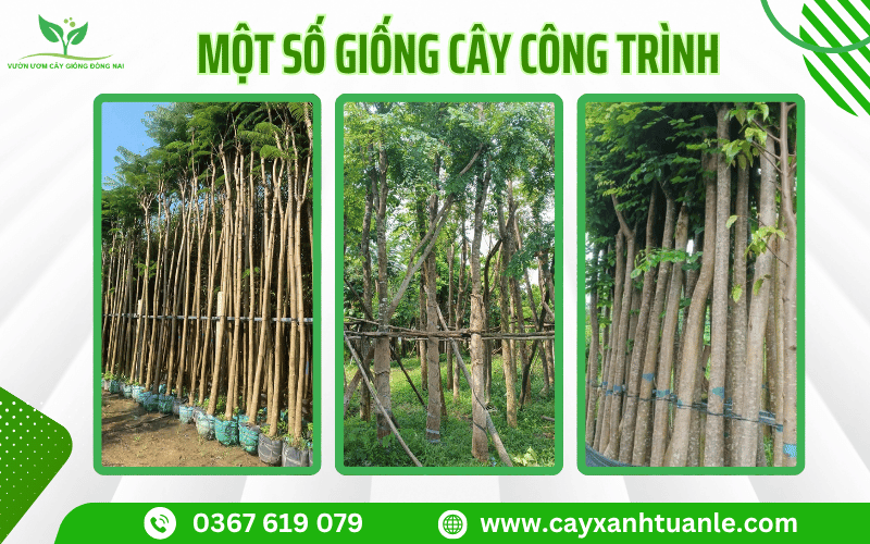 Giống cây công trình Đồng Nai được trồng nhiều nhất