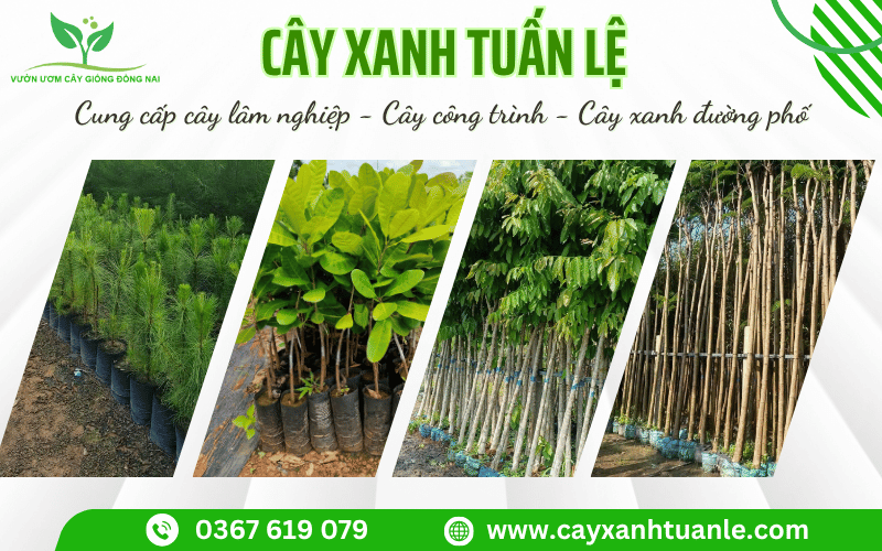 Mua cây công trình tại Đồng Nai giá tốt - Cây Xanh Tuấn Lệ